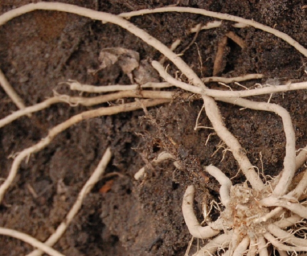 The root system